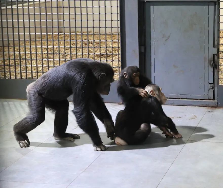 Şempanze Can yeni doğan kardeşi sayesinde annesiyle buluştu 