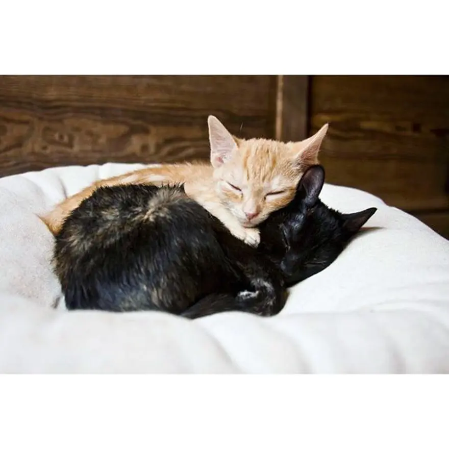 Hayatını kedileri kurtarmaya adadı 360