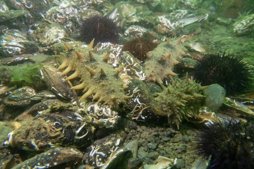 "DENİZE ZARAR VEREN TÜM OLUŞUMLARI TEMİZLİYOR" 3