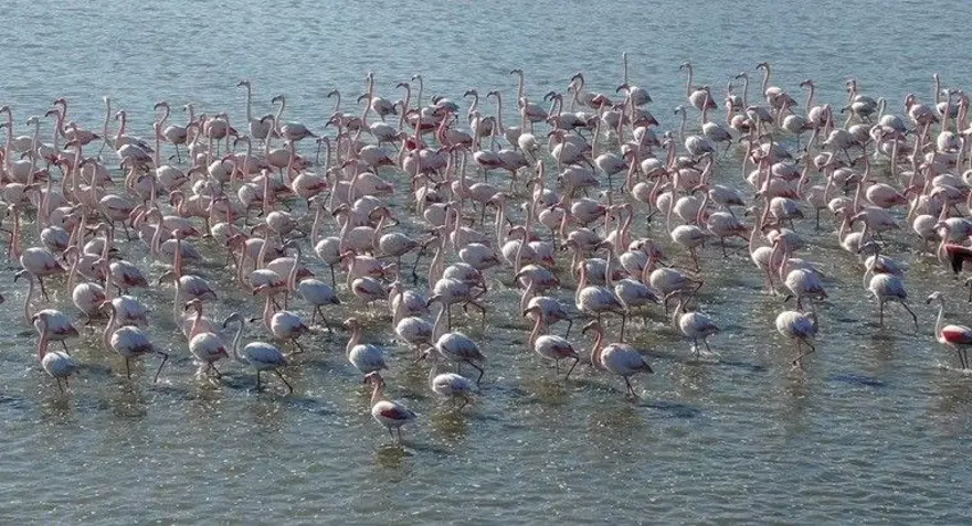 Flamingoların muhteşem kış dansı 17