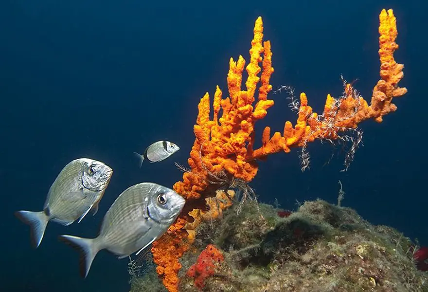 "YARI YARIYA AZALDI" 2 "YARI YARIYA AZALDI" 2