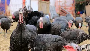 Hindiler yılbaşı için hazırlanmaya başladı