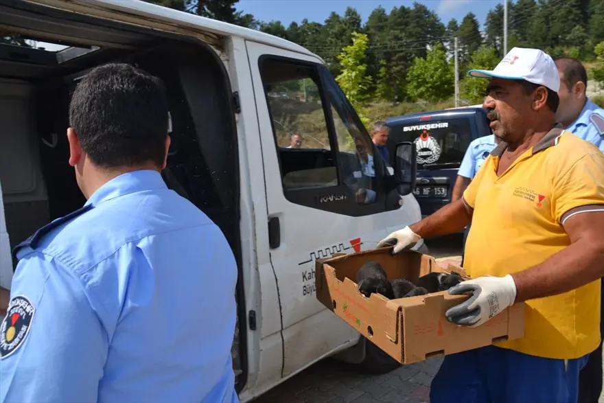 Yaralıyken bile yavrularını emzirmeye devam etti 8 Yaralıyken bile yavrularını emzirmeye devam etti 8