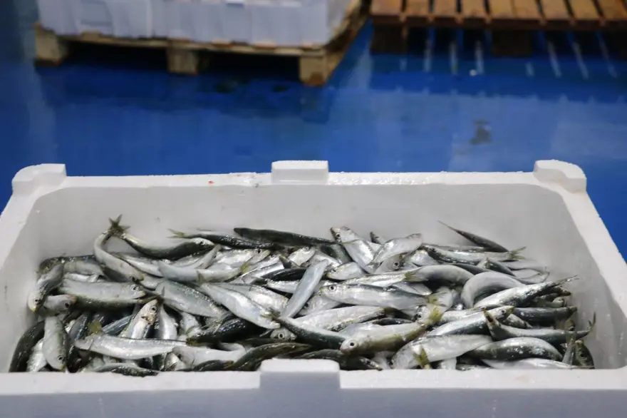 Tezgahlarda fırtına etkisi: Balık fiyatlarına yansıdı 3 Tezgahlarda fırtına etkisi: Balık fiyatlarına yansıdı 3