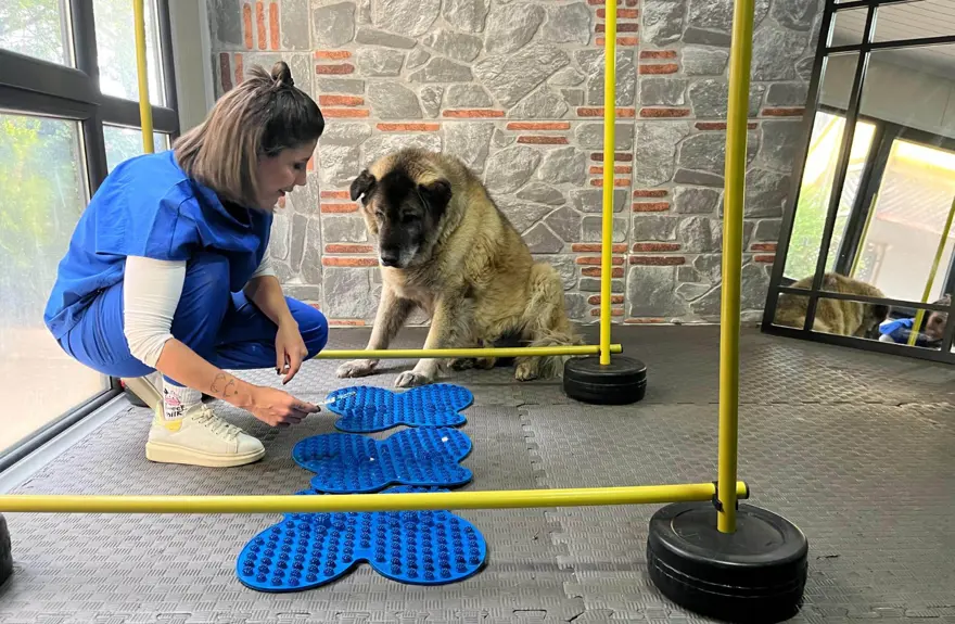 3 ayda 10 kilo veren obez köpek 'Duman', sahiplenmeyi bekliyor 1 3 ayda 10 kilo veren obez köpek 'Duman', sahiplenmeyi bekliyor 1