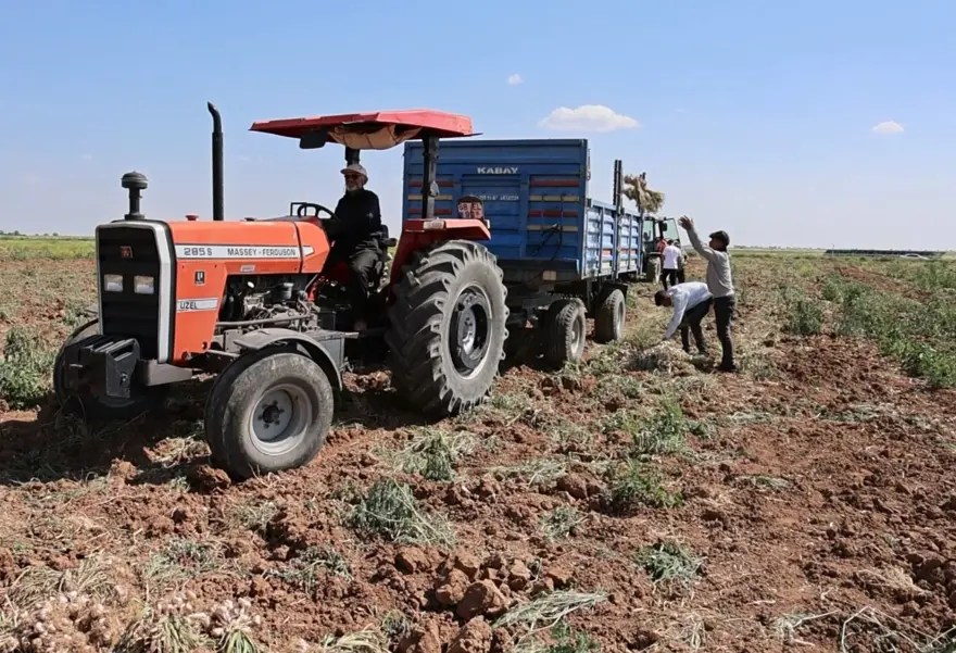 Rusya, Almanya ve İspanya'nın antibiyotiği: Hasat başladı 3