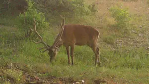 Afyonkarahisar'da yaban hayatı fotokapanla görüntülendi Afyonkarahisar'da yaban hayatı fotokapanla görüntülendi