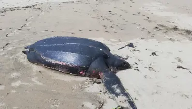 Okyanusların ‘şampiyonu’ Sakarya’da ölü olarak bulundu