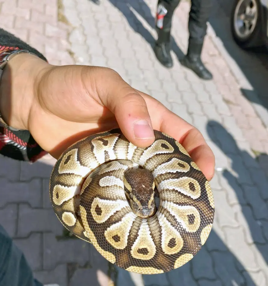 Asayiş uygulamasında ilginç an: Cebinden piton çıktı! 4