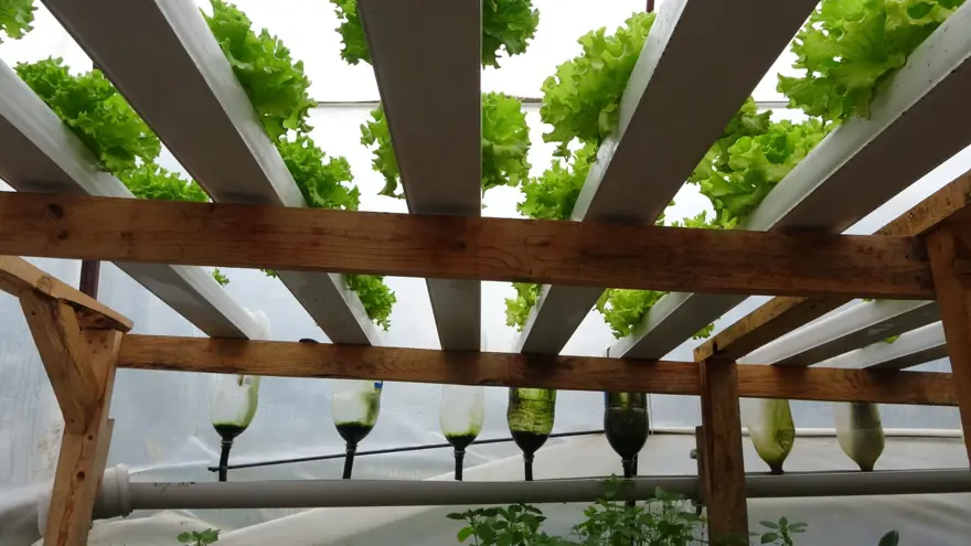 İstanbul'un kalabalığından kaçtı memleketinde topraksız tarıma başladı 6