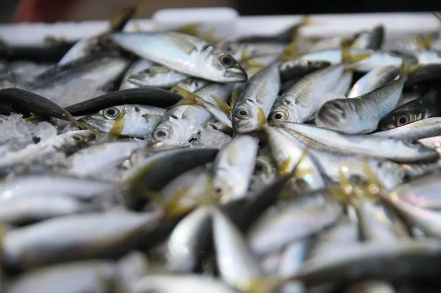 Balıkçıların yüzünü güldürdü: Tezgahta kilosu 150 lira Balıkçıların yüzünü güldürdü: Tezgahta kilosu 150 lira