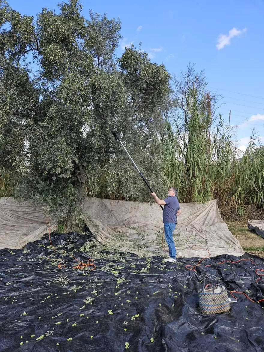 Hasat dönemi başladı: "Şifa niyetine tüketilmesi gereken bir gıda" Hasat dönemi başladı: "Şifa niyetine tüketilmesi gereken bir gıda"