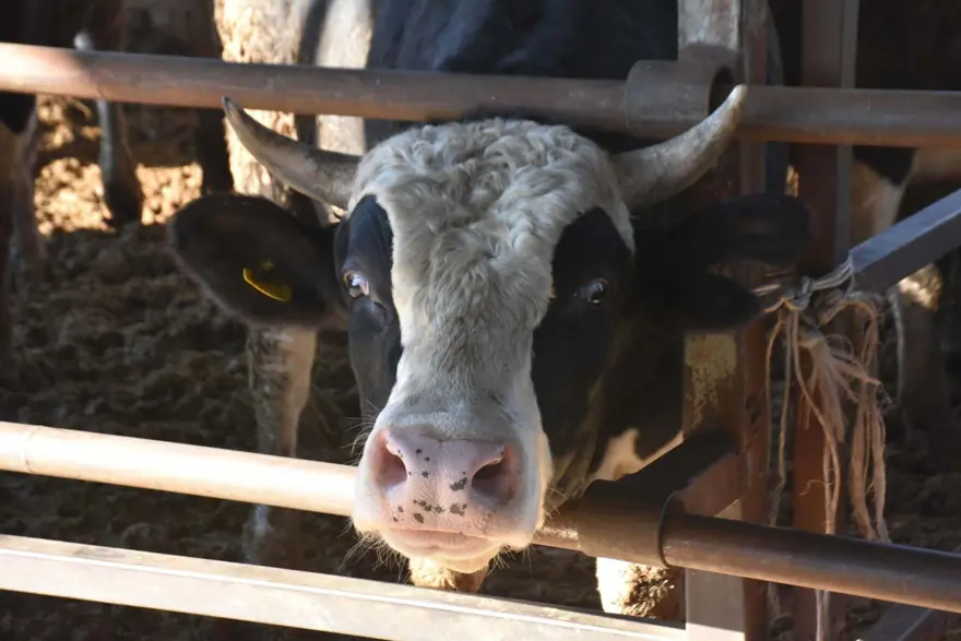 Üniversiteli kız kardeşler köylerine geri döndü: Sürüyü büyüttüler, inek sayısı 40'a ulaştı 2