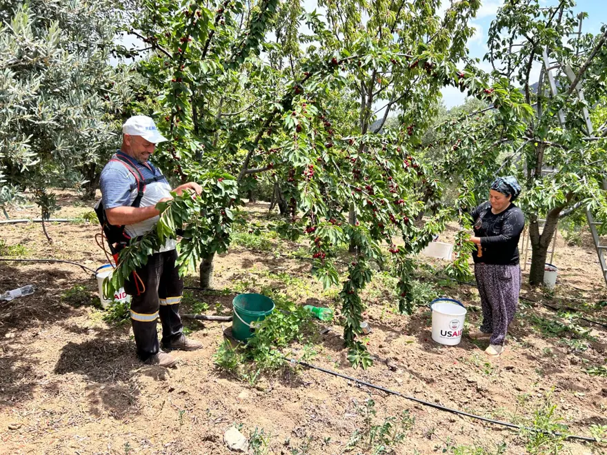 Bahçede 100 liradan alıcı buluyor: Hasat vakti geldi 