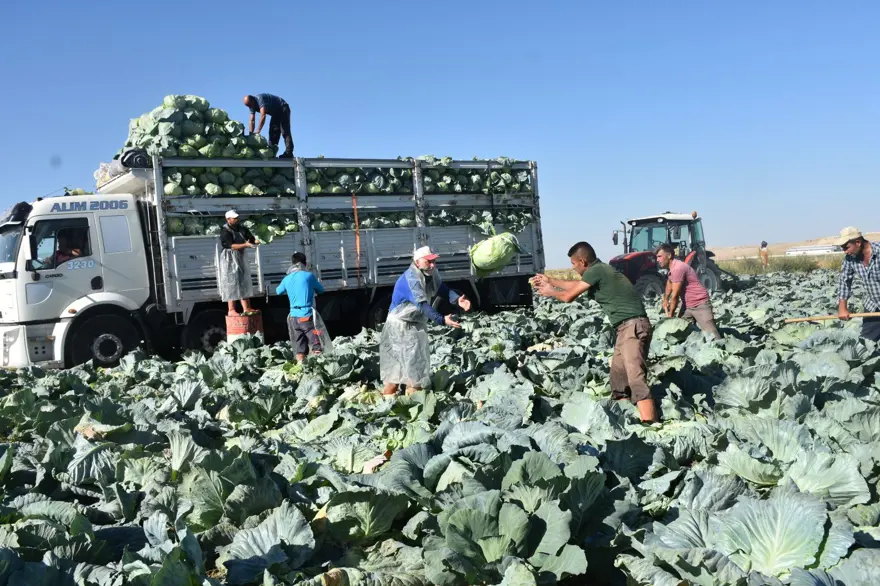 Tarlada kilosu 10 lira, üretici memnun: Niğde'de hasat başladı 3 Tarlada kilosu 10 lira, üretici memnun: Niğde'de hasat başladı 3