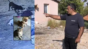İzmir'de pitbull dehşeti: Bir köpeği öldürdü, sahibi ve kedisini yaraladı