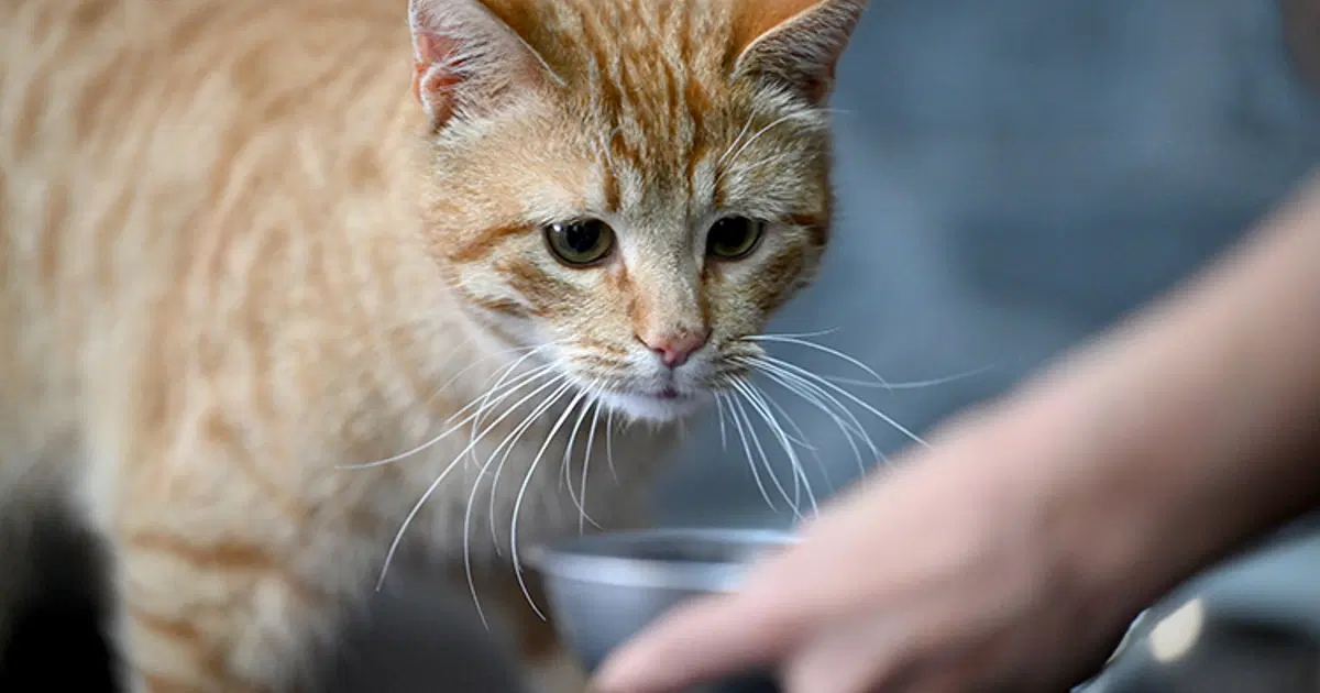 100 kedi maması test edildi. Kurşun dahil her türlü zararlı madde var