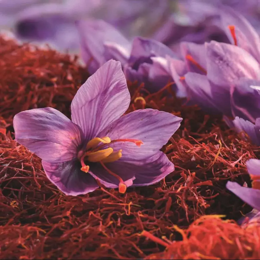 SAFRAN ÇİÇEĞİ  5