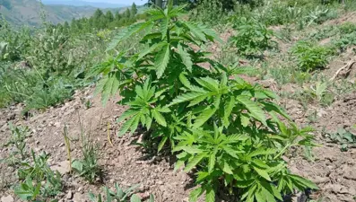 Bingöl'de kenevir ve kaçak tütün ele geçirildi