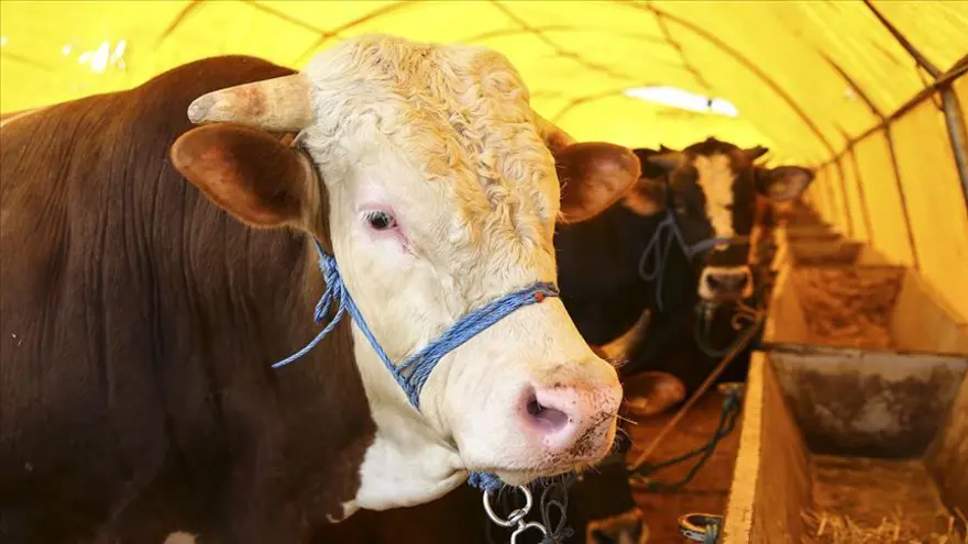 KURBAN BAYRAMI'NDA AKİKA KURBAN KESİLEBİLİR Mİ? 2 KURBAN BAYRAMI'NDA AKİKA KURBAN KESİLEBİLİR Mİ? 2