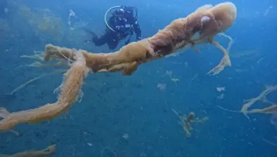 Sualtı görüntülendi... Marmara Denizi'nin müsilajı insan boyutuna ulaştı! Önüne gelen canlıyı hapsediyor