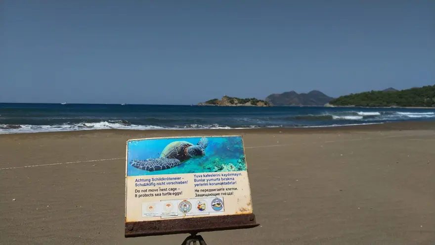 İztuzu'nda caretta caretta yuvası sayısı 700'e ulaştı 3