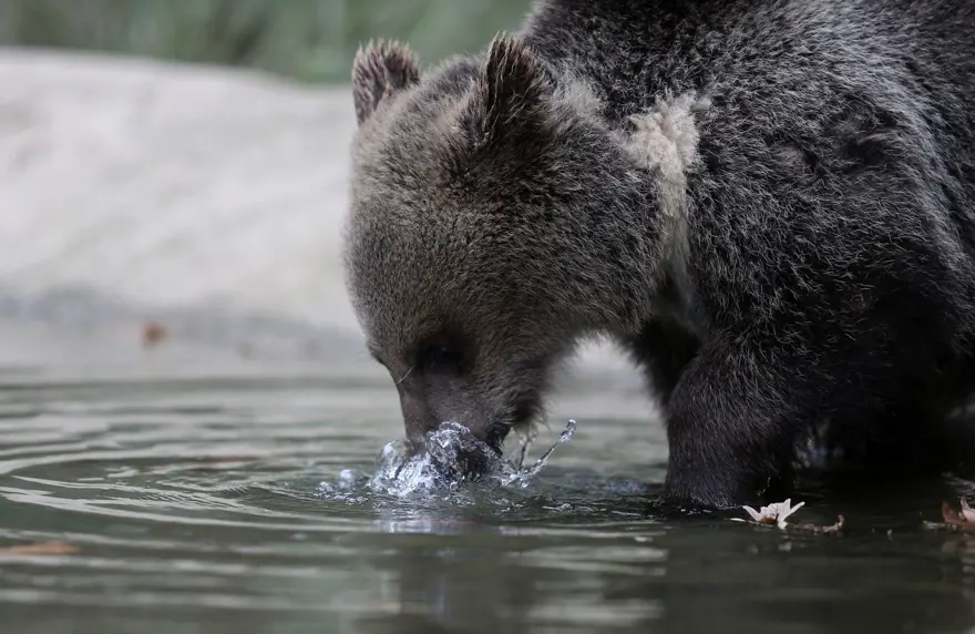 Türkiye'nin tek ayı barınağı Ovakorusu'nun maskotu oldular 13