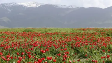 Muş Ovası kırmızıya büründü