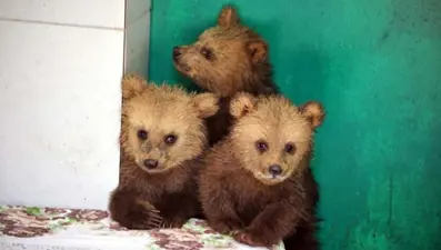 Giresun'da bulunan 3 yavru ayının yeni yuvaları Bursa