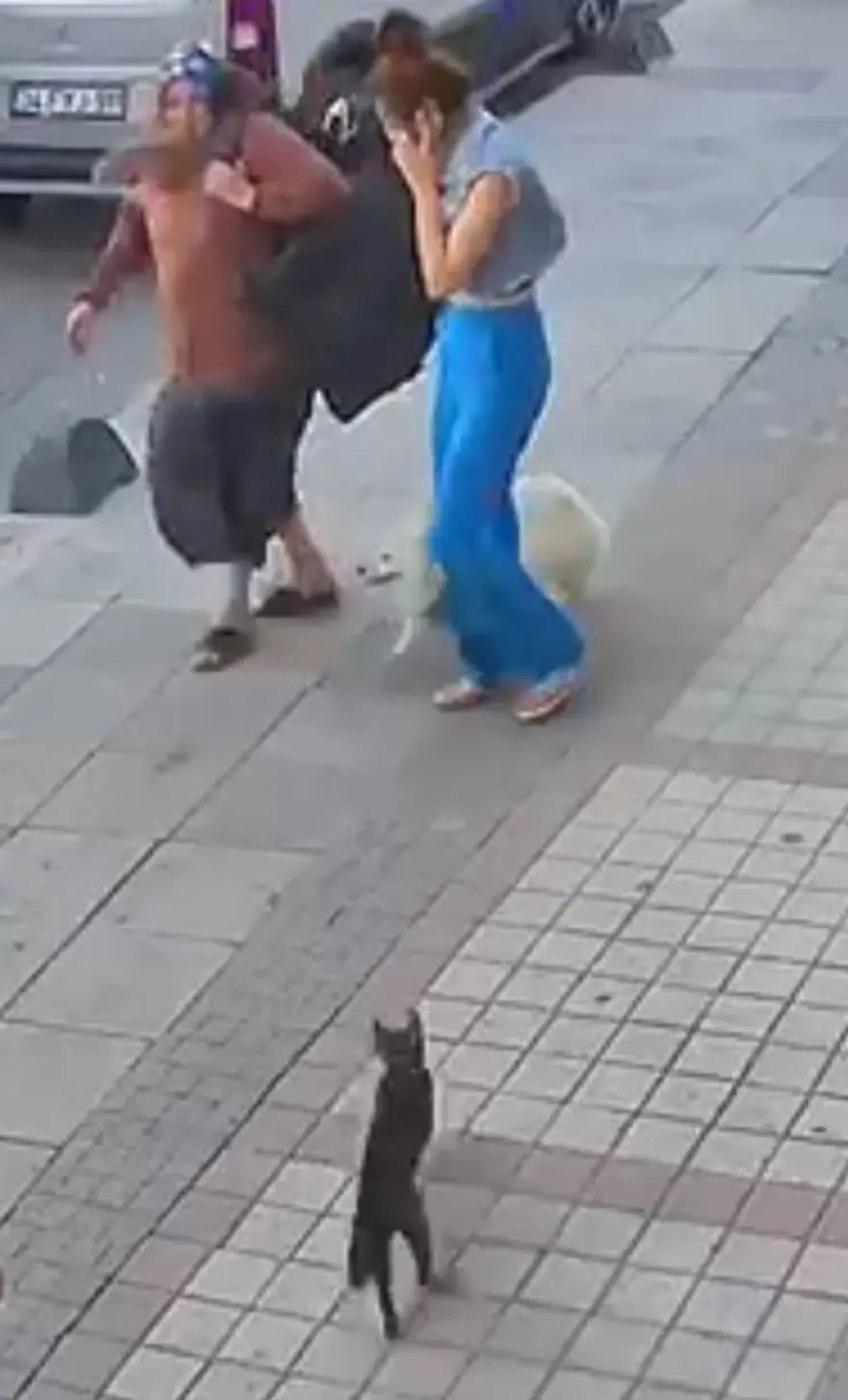 Bağcılar'da kedi, Sibirya kurduna saldırdı 3