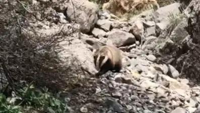 Nesli tükenmek üzere: Batman'da görüntülendi