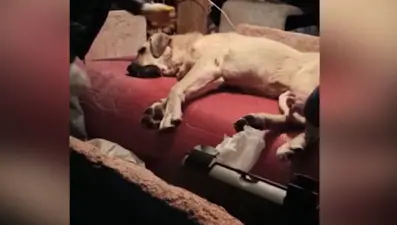 Otomobille çarptıkları köpeğe av tüfeğiyle ateş ettiler