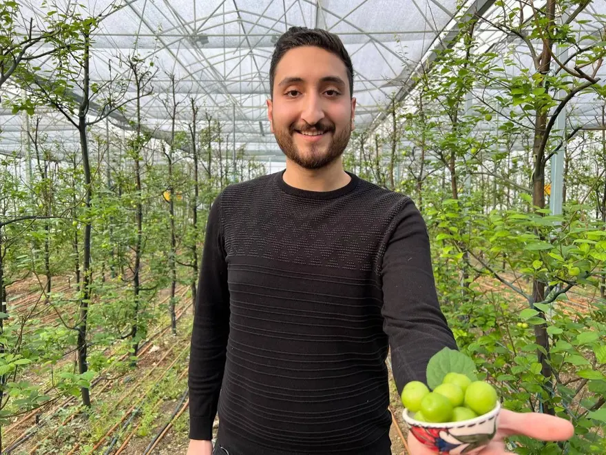 Arap şeyhlerine kilosu 2 bin liradan erik 7 Arap şeyhlerine kilosu 2 bin liradan erik 7