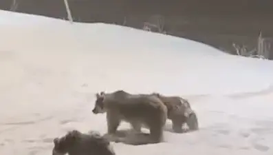 Anne ve yavru ayılar yiyecek aramaya indi