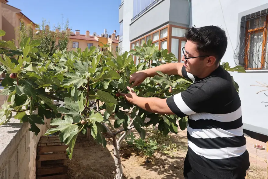 Konya'da yetişmesi zor olan meyveyi apartman bahçesinde yetiştirdi 2 Konya'da yetişmesi zor olan meyveyi apartman bahçesinde yetiştirdi 2