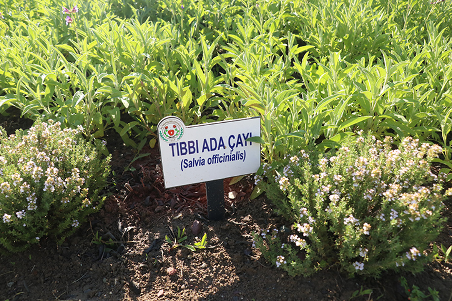 Eczanelerde tıbbi bitki çayı dönemi başlıyor