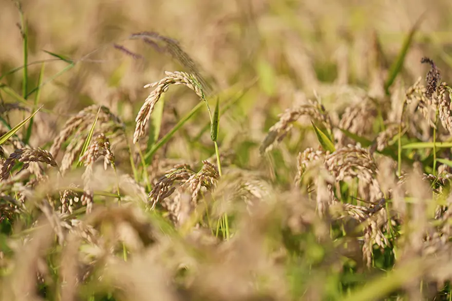 Osmanlı'da saray halkı tarafından yeniyordu. Ekim alanı yüzde 86 arttı 1