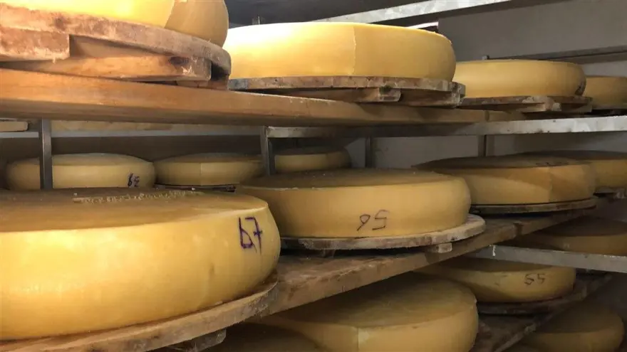 Kars'ta dünyaca ünlü gravyer peynirinin üretimine başlandı 11