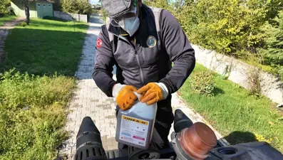 Kahverengi kokarca ile mücadele sürüyor