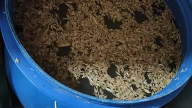 Tekirdağ'da 545 litre sahte içki ele geçirilen evin sahibi gözaltına alındı