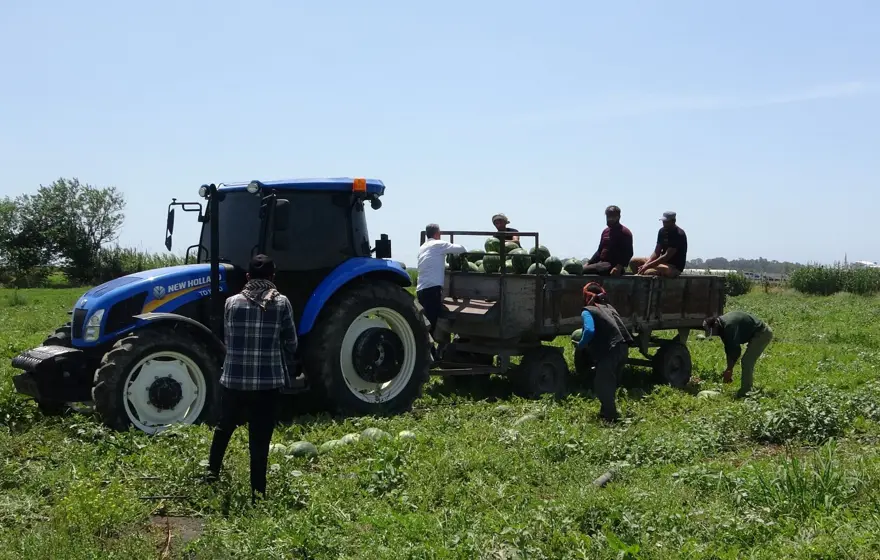 Mersin'de karpuz hasadı başladı: Tarlada kilosu 20 TL'den başlıyor 2