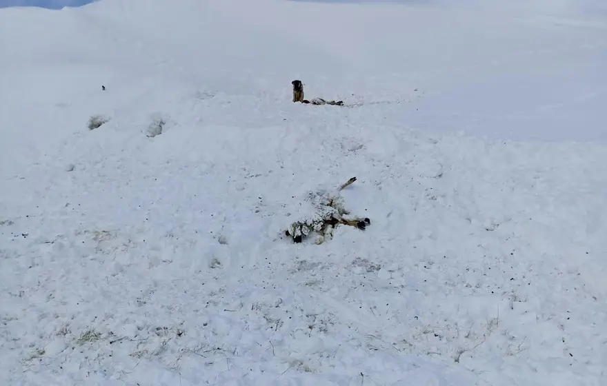 Arkadaşı gözleri önünde donarak hayatını kaybeden çoban o anları anlattı 