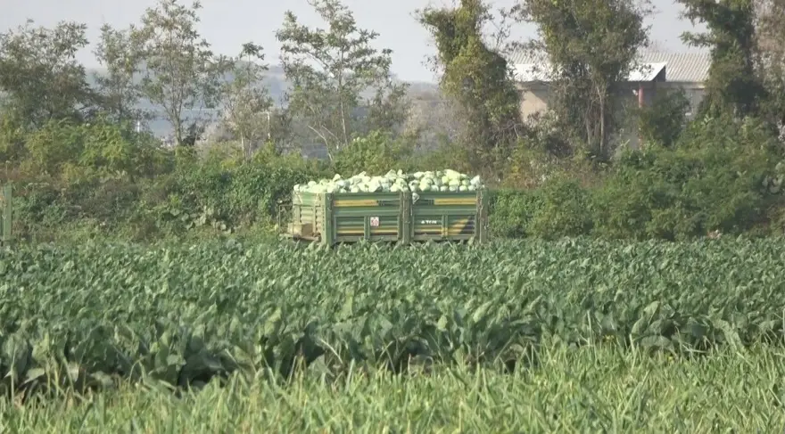 85 bin dönüm alana ekildi: Tarlada 18 liradan satılıyor, binbir emekle toplanıyor 1 85 bin dönüm alana ekildi: Tarlada 18 liradan satılıyor, binbir emekle toplanıyor 1