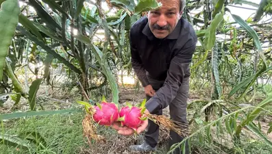 Hasat başladı, kilosu 180 TL'den alıcı buluyor... Bakımı domates, biber gibi