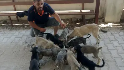 Hatay'da 5 yavru köpek öldürüldü