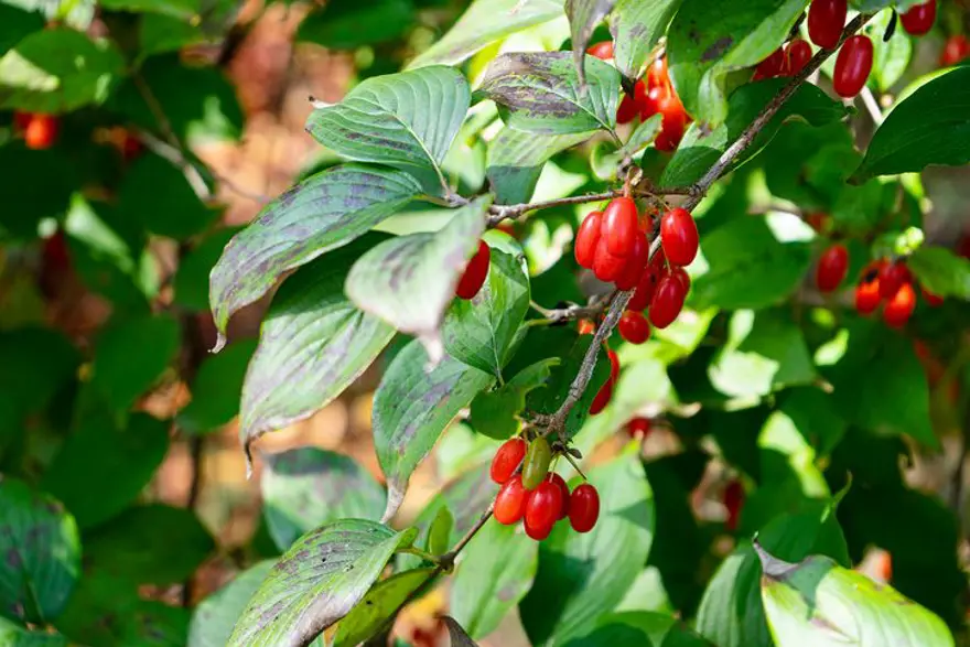 Dere yataklarından toplanan vitamin deposu: Pazarda gören alıyor 1