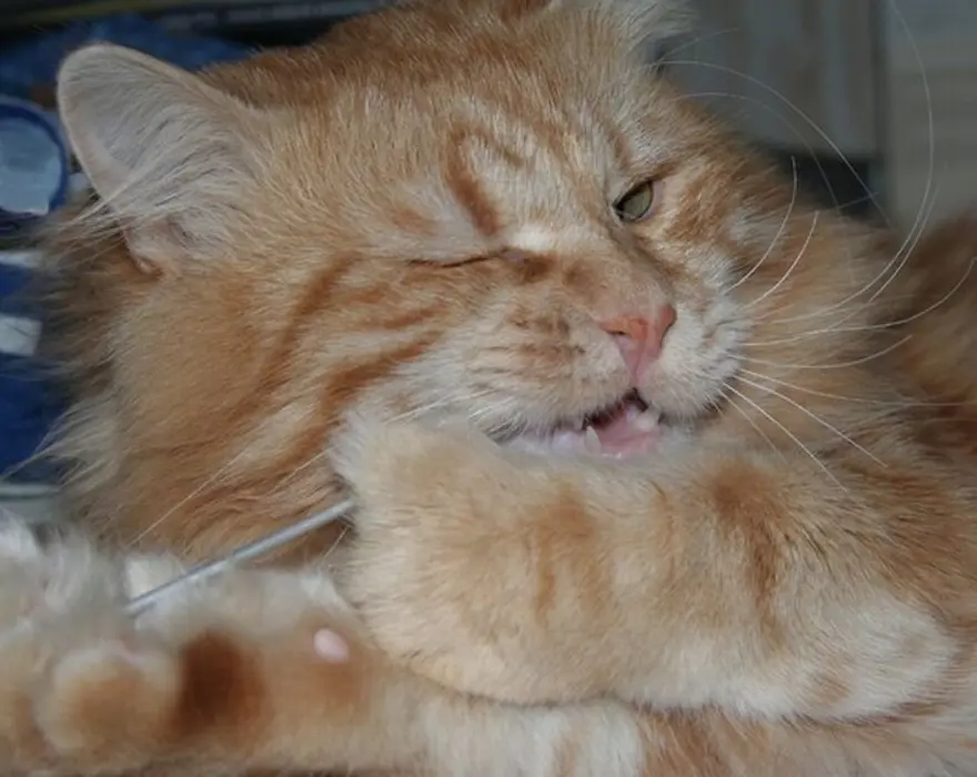 İnternetin yeni fenomenleri 61