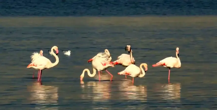 Flamingolar ve pelikanlar İzmir Körfezi'ne geri döndü Flamingolar ve pelikanlar İzmir Körfezi'ne geri döndü