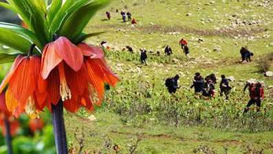 Muş’un zirveleri ters lalelerle renklendi