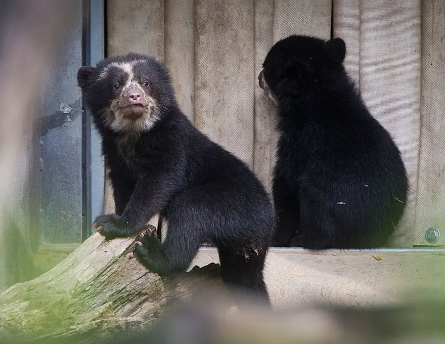 ARTIK AVLAMAK YERİNE KORUYORLAR 1